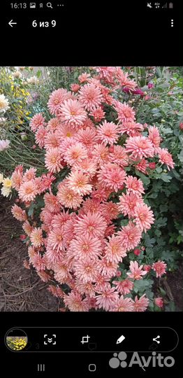 Хризантемы