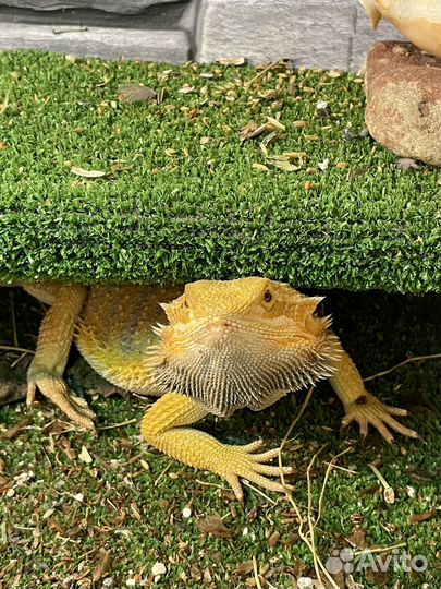 Агама с Террариумом
