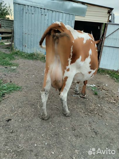 Коровы и телки