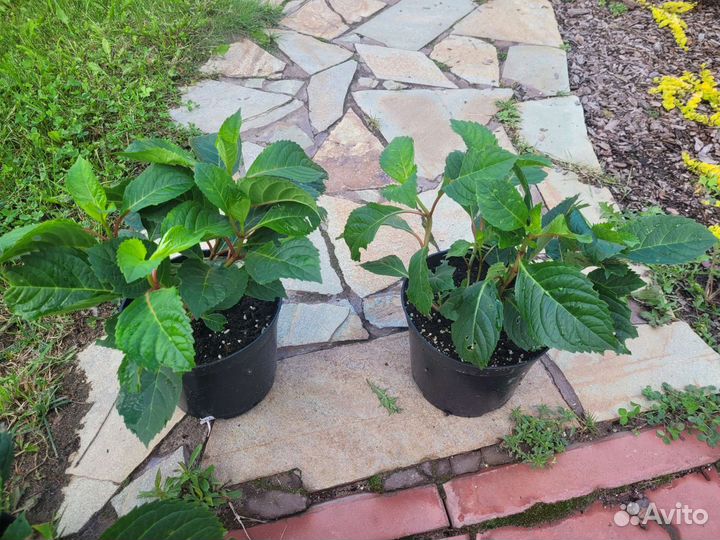 Гортензия Бесконечное лето Блумстар