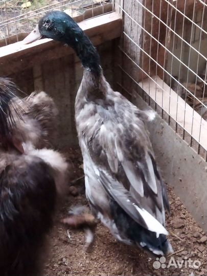 Утки индийский бегунок