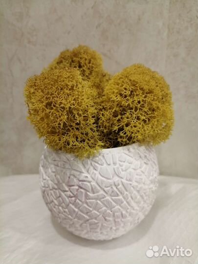 Кашпо и стабилизированный мох