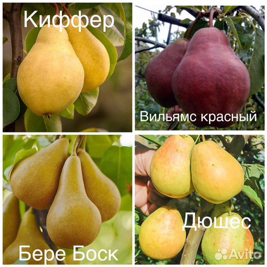 Плодовые деревья