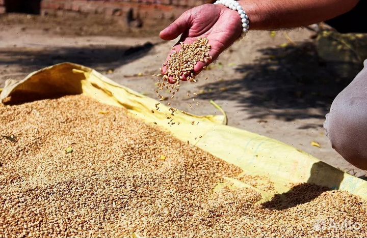 Купить овес