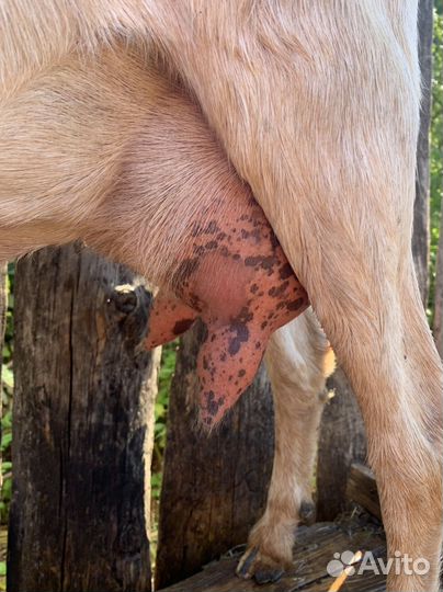 Продам дойных коз