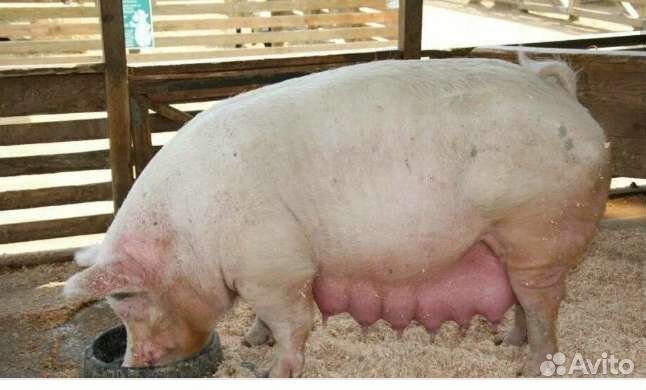 Супоросные свиньи