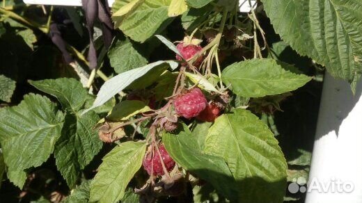 Саженцы малины, смородины, клубники, винограда