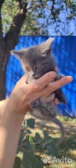 Кошечки 2 и 4 месяца