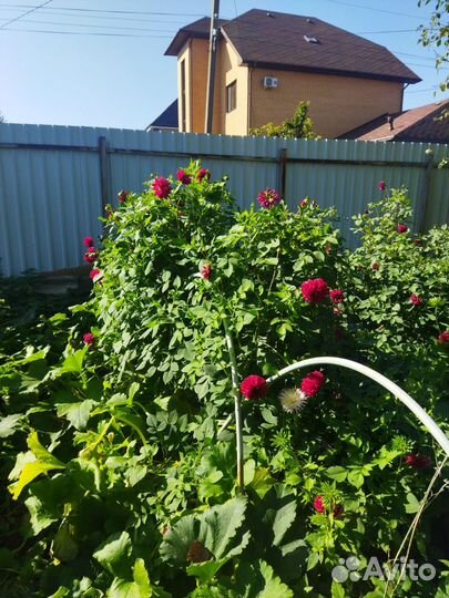 Георгины клубни