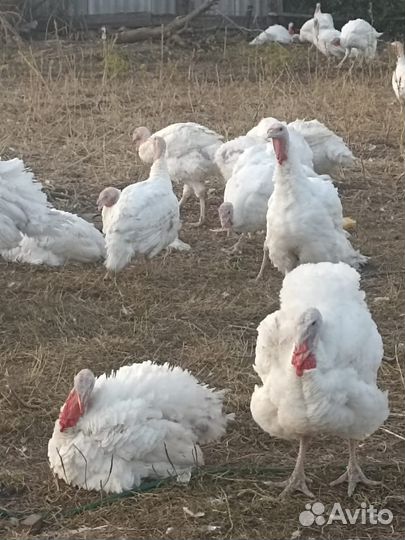 Домашняя индейка