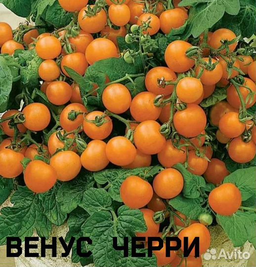 Комнатные помидоры