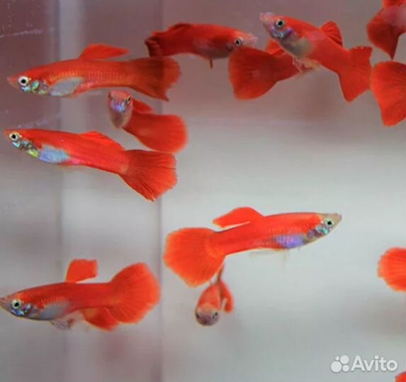 Гуппи валифера Молли живородящие+ редкие