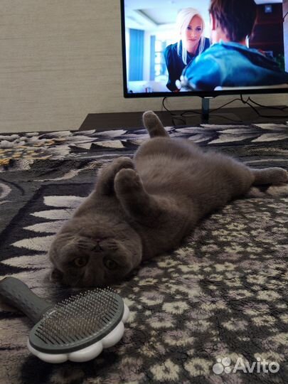 Шотландская вислоухая кошка