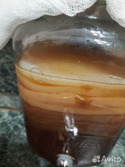 Чайный гриб