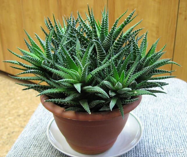 Хавортия соккулент