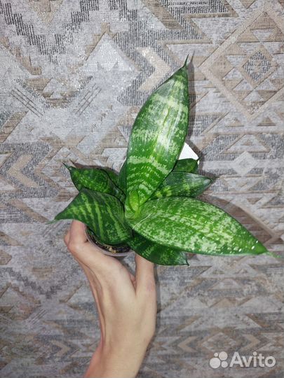 Сансевиерии сортовые