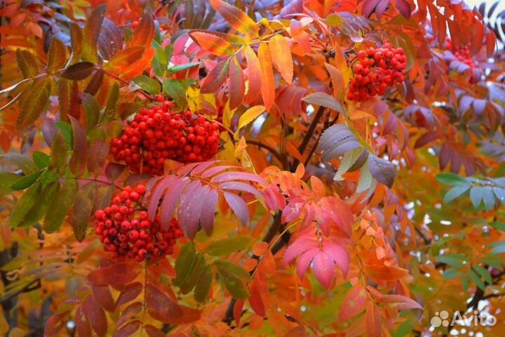 Рябина обыкновенная