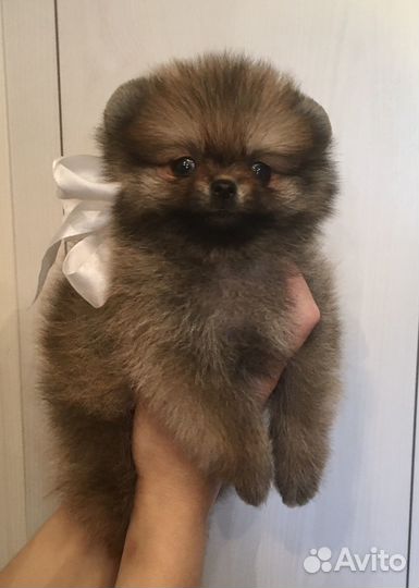 Шпицы мини тип мишка