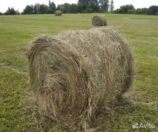 Сено в тюках