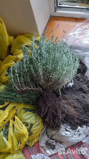 Лаванда саженцы