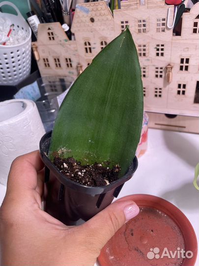 Сансевиерия муншайн