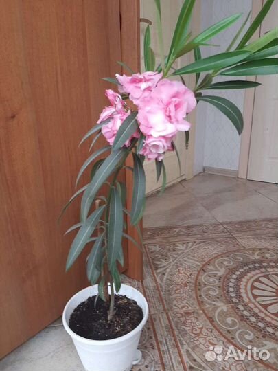 Олеандр махровый