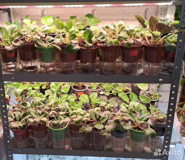 Сортовые фиалки