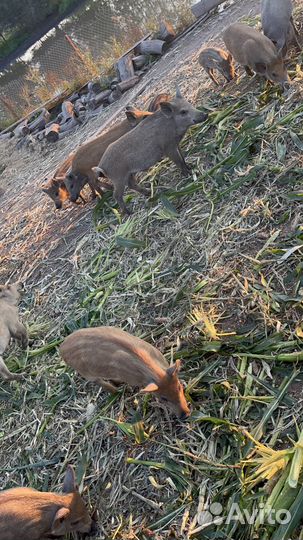 Продам Кабанов
