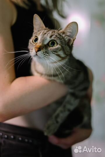 Ласковый пушистый котик ищет уютный дом