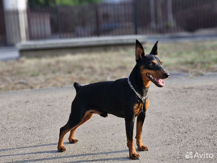 Цвергпинчер