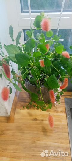 Акалифа лисий хвост