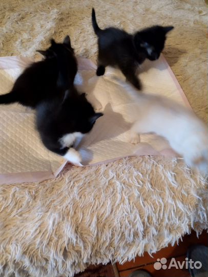 Котята в добрые руки