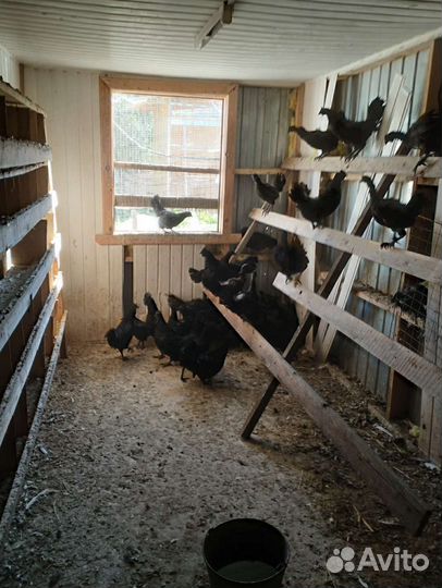 Чёрные Петухи и Куры Аям, Ухейлюй, Чернокожие