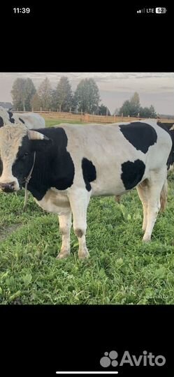Продам быков