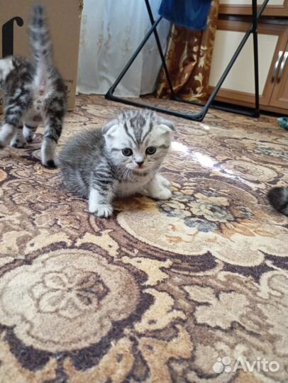 Британские вислоухие котята