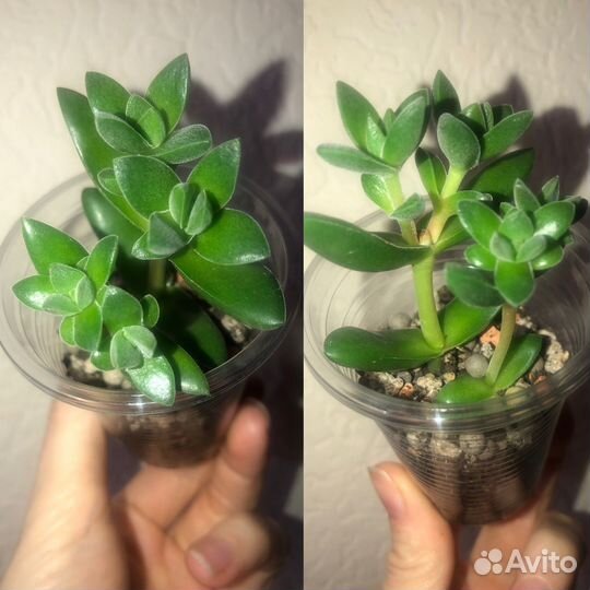 Церопегия вуди вар,крассула костер,каланхоэ,фикус