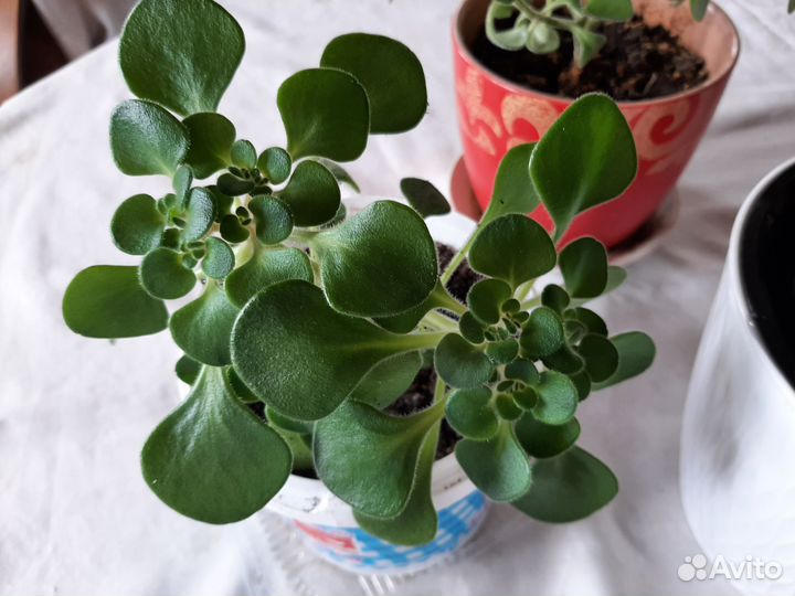 Аихризон дерево любви