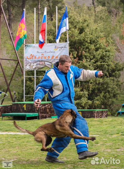 Кобель малинуа для вязки