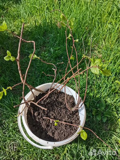 Китайский лимонник саженцы