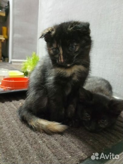 Котята ищут дом