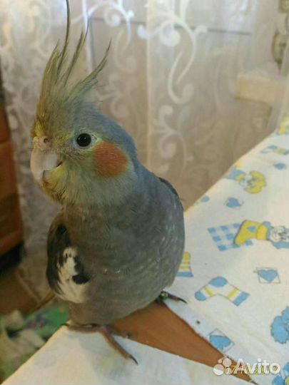 Птенцы кореллы разных расцветок