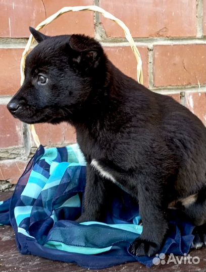 Щенок-девочка Багира в дар