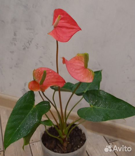 Антуриум Пинк февер