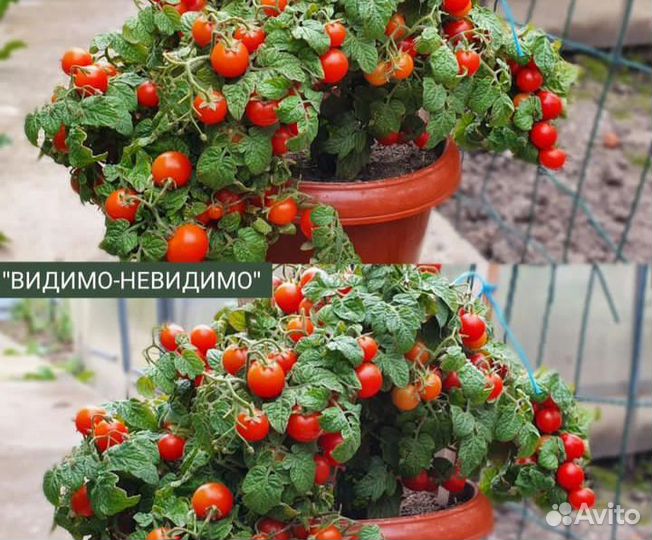 Рассада помидор