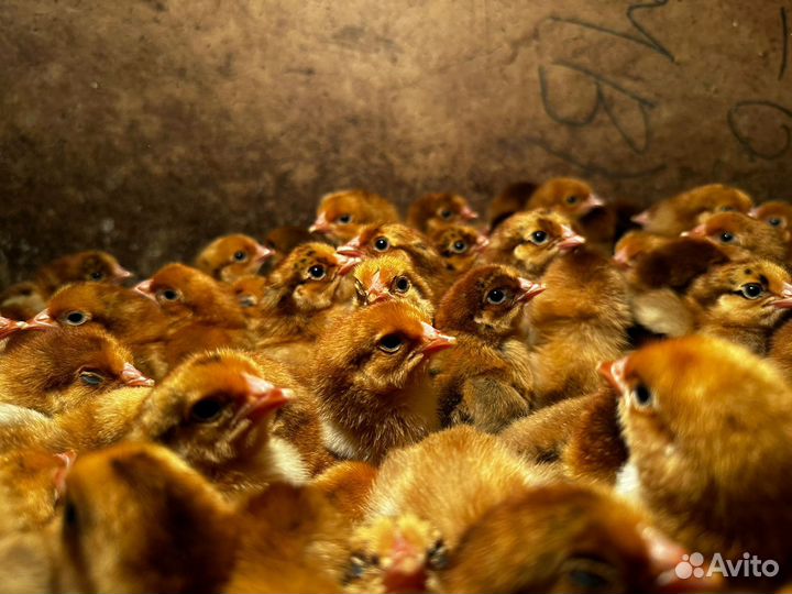 Цыплята кучинские юбилейные