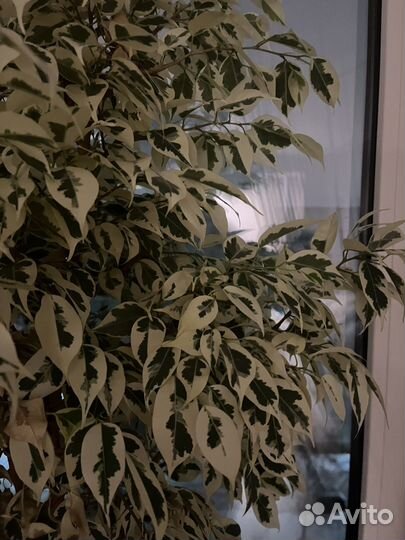 Фикус бенджамина