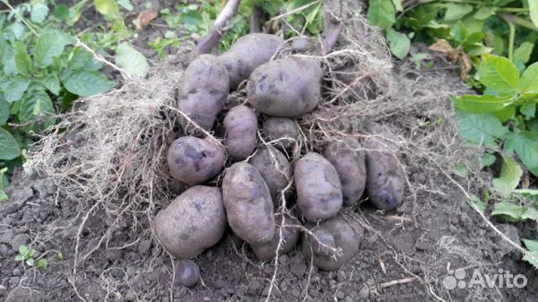 Деревенская картошка, сорта Чугунка,Розовая,Белая