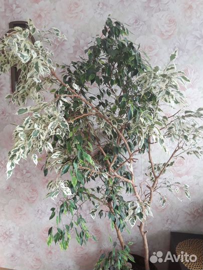 Фикус бенджамина