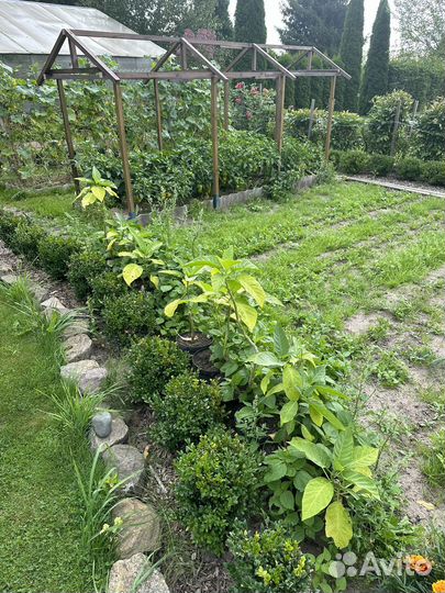 Бругмансия