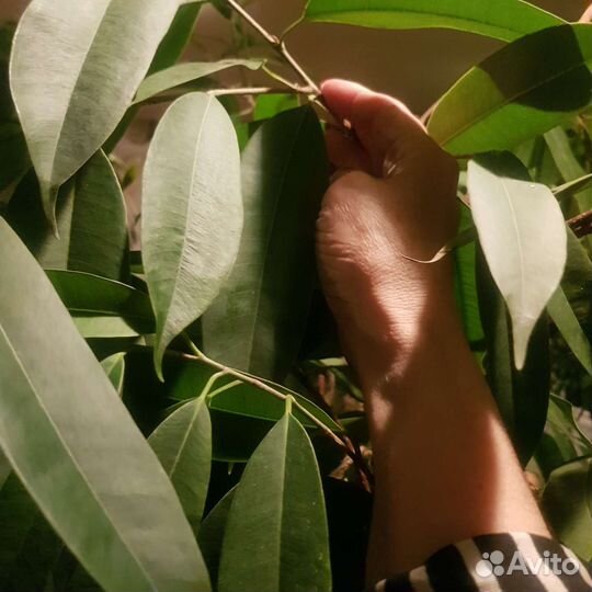 Фикус амстел кинг